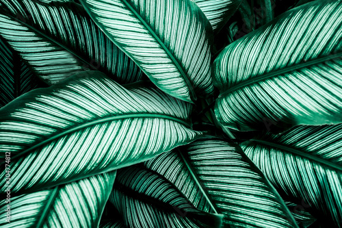 green leaves nature  background  closeup leaves texture  tropical leaves