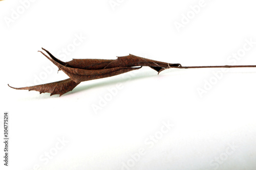 dry dead brown leaf in white background