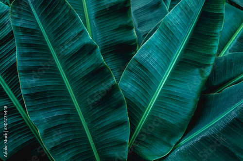 tropical banana leaf texture in garden, abstract green leaf, large palm foliage nature dark green background