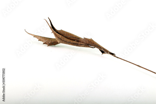 dry dead brown leaf in white background