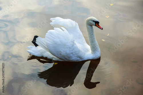 Fototapeta Naklejka Na Ścianę i Meble -  A white swan floats on the surface of a lake in a city park.