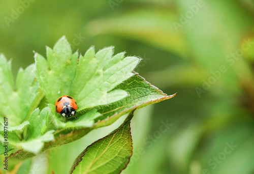 Ladybug green Background
