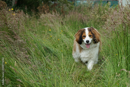 dog in high grass