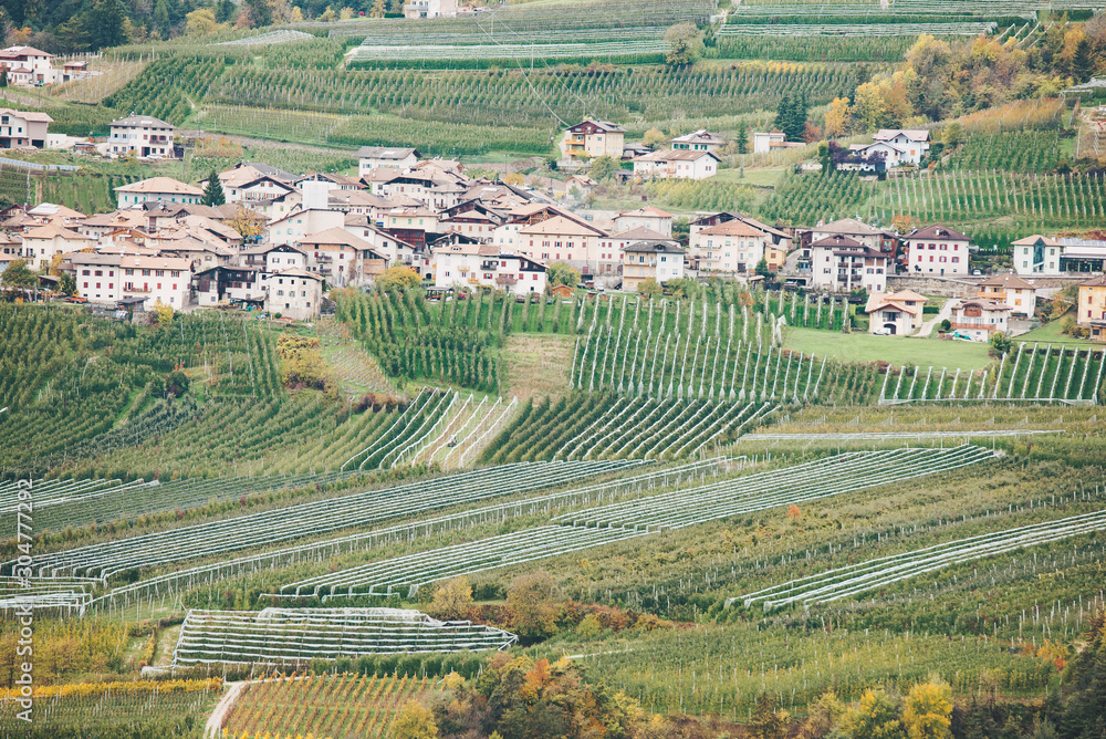 Apple garden in Italy