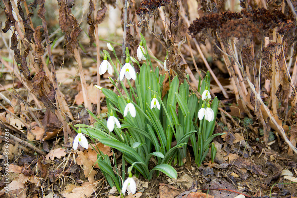 Fototapeta premium Snowdrops in the wild, first spring flowers