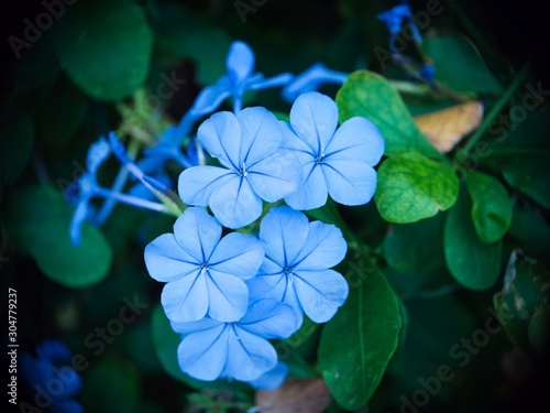 Small Blue Flowers