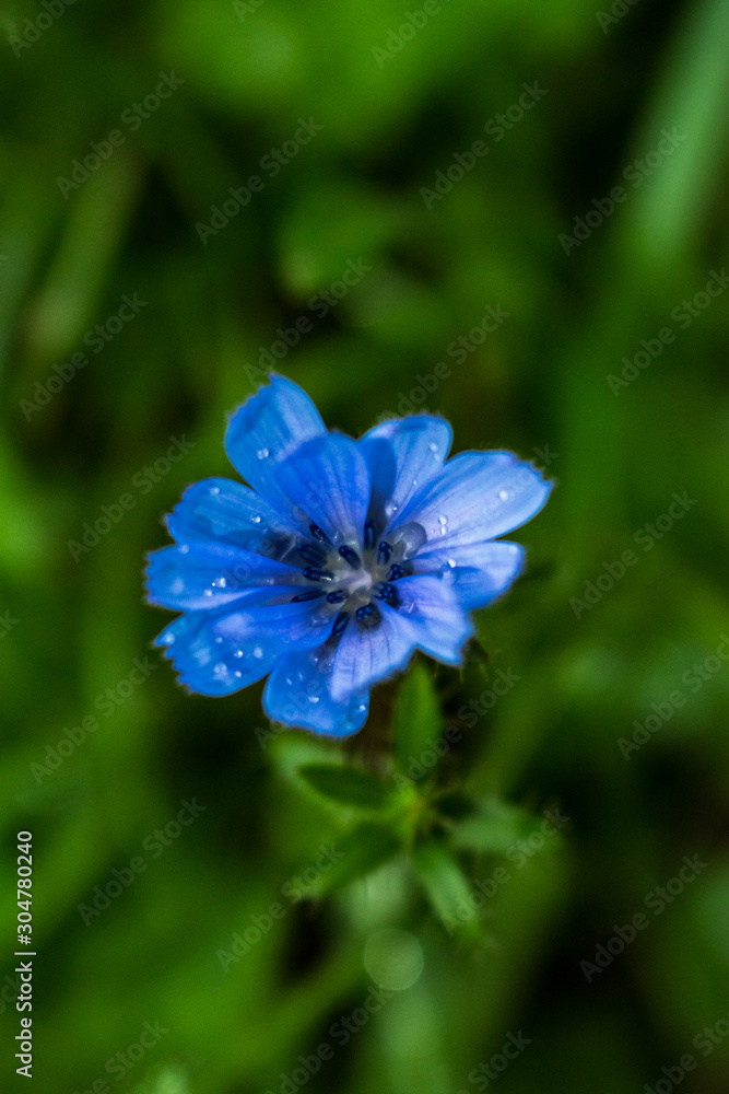blue flower on background of green grass