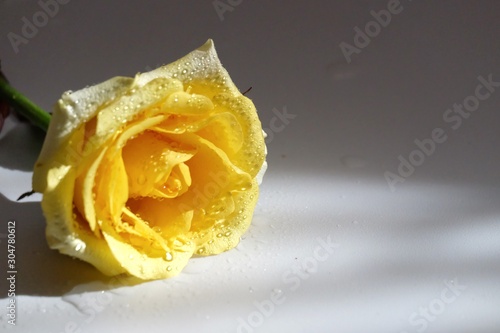 Close up a sweet yellow rose flower with droplets on corollas with light shadow and white background