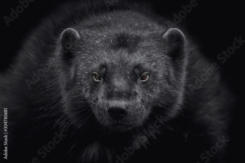 Close-up of a wolverine (Gulo gulo) looking at camera and isolated on black background photo