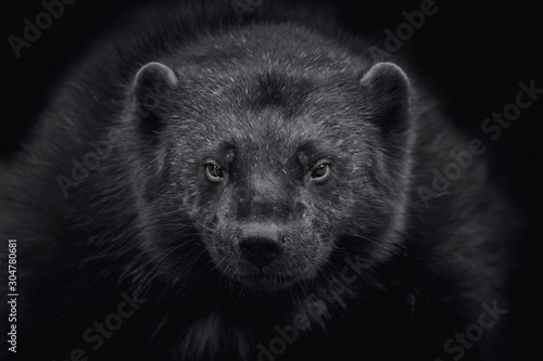 Close-up of a wolverine (Gulo gulo) looking at camera and isolated on black background