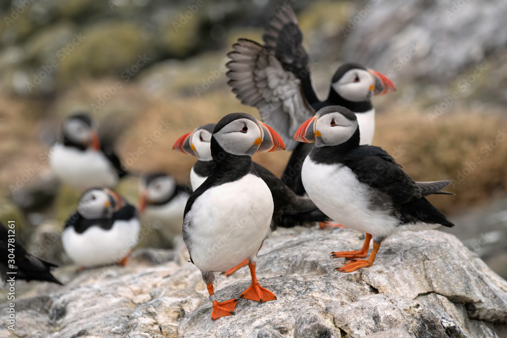 Fototapeta premium Group of puffins standing on a rock. Puffins in the foreground are looking at each other. Image taken in the Farne Islands, United Kingdom.