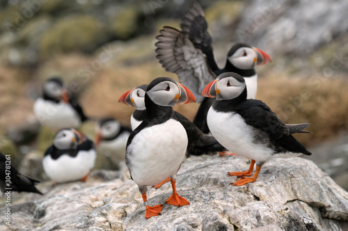 Group of puffins standing on a rock. Puffins in the foreground are looking at each other. Image taken in the Farne Islands, United Kingdom.