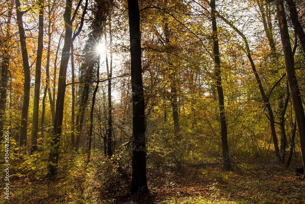 Fototapeta premium Herbstlicher Wald im Elsass bei Erstein