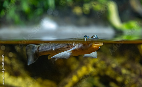 Anablep swimming at water level four-eyed fish