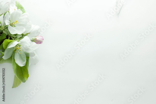 soft focus of blossoming apple branch and petals on white background with copy space
