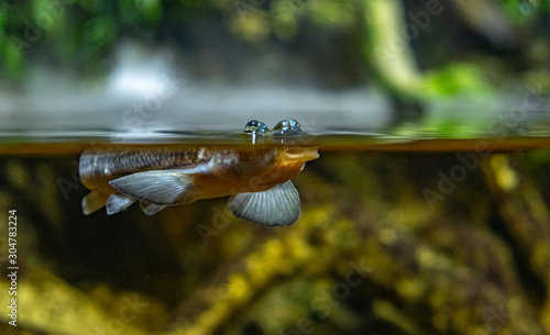 Anablep four-eyed fish swimming at eye level