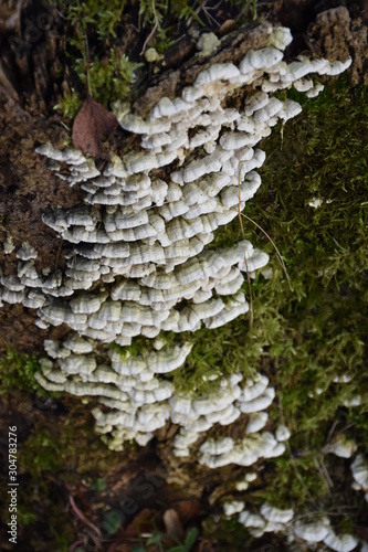 white mushrooms on mossy tree trunk, closeup