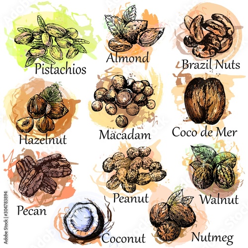 Set of hand drawn sketch style different kinds of nuts isolated on white background. Vector illustration.