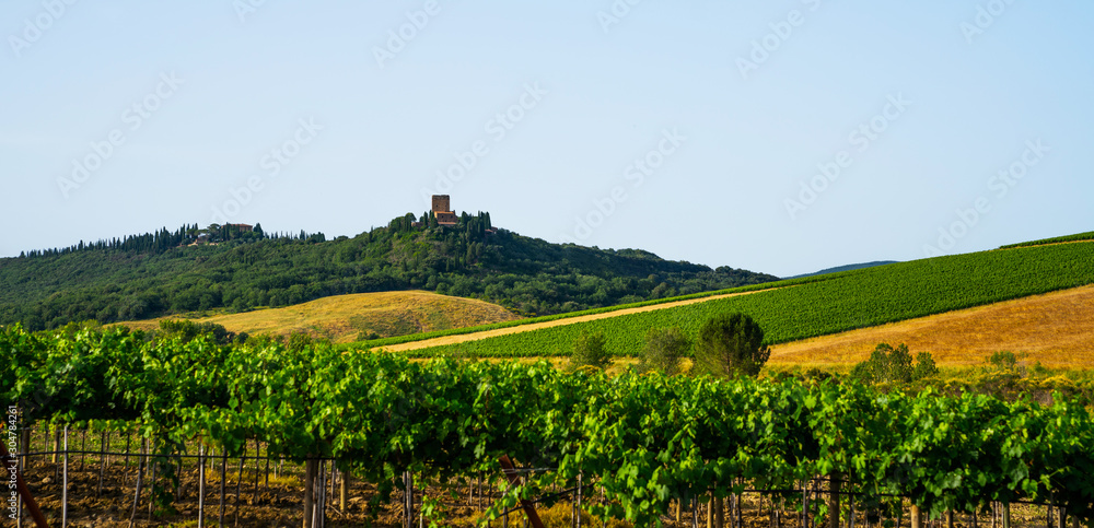 Traditional countryside and landscapes of beautiful Tuscany. Fields in golden colors, vineyards and cypresses. Holiday, traveling concept. Agro tour of Europe.