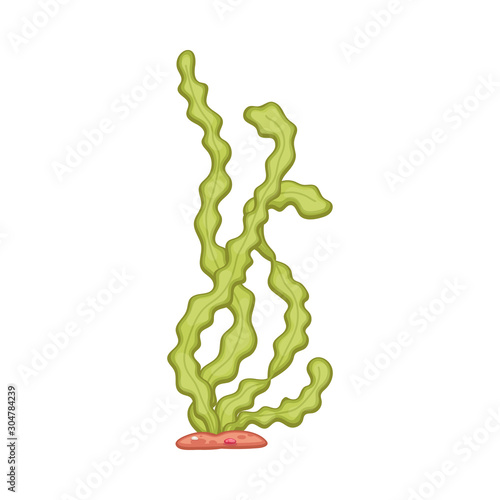Underwater sea plant or seaweed leaves cartoon vector illustration isolated.