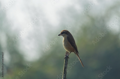 a brown shrike (lanius cristatus) is sitting on a branch, countryside of west bengal in india