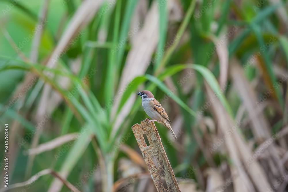 Fototapeta premium Flying Eurasian Tree Sparrow (Formal Name: Passer montanus)