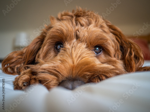 A young cockapoo lying on a bed photo