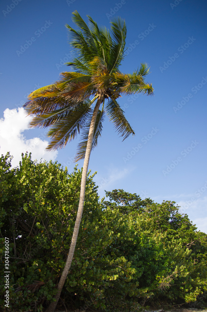 Fototapeta premium Palm Tree and Tropical Beach