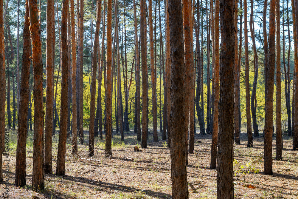 Obraz premium Many tall straight pines in autumn forest in sunny day.
