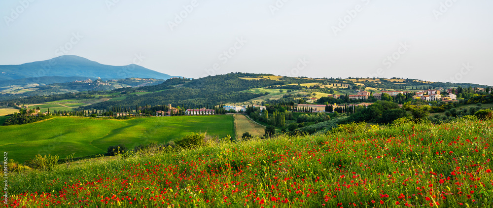 Hill covered by red flowers overlooking a green fields and cypresses on a sunny day, Tuscany, Italy. Countryside landscape with red poppy flowers.