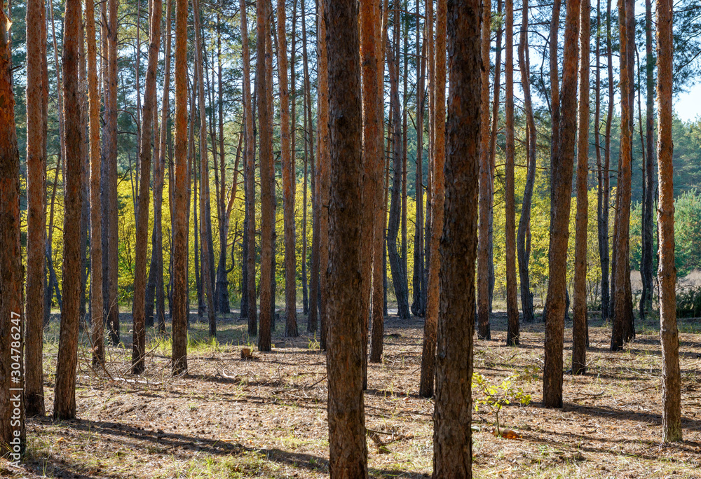 Obraz premium Many tall straight pines in autumn forest in sunny day.