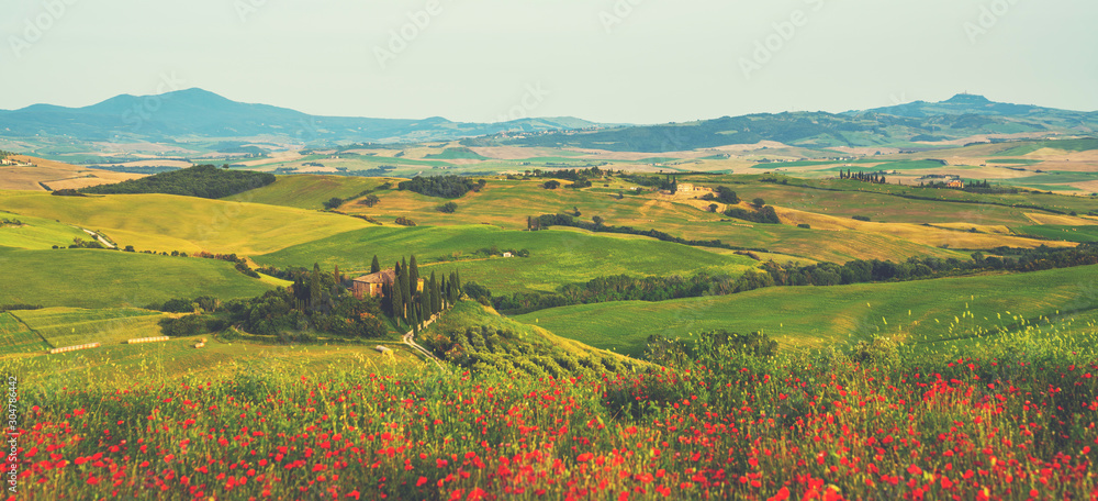 Hill covered by red flowers overlooking a green fields and cypresses on a sunny day, Tuscany, Italy. Countryside landscape with red poppy flowers.