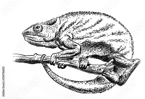 chameleon isolated on white background