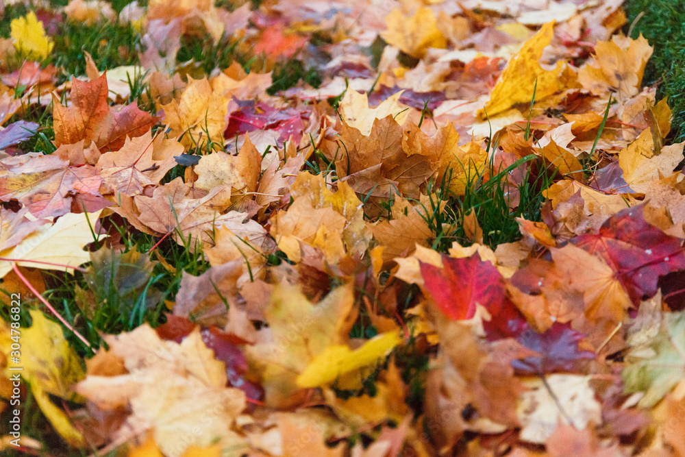  Autumn leaves of different colors: yellow, orange, red, brown, golden. Autumn leaves fallen from trees on the ground