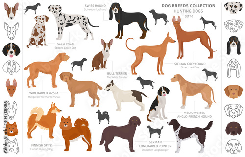 Hunting dogs collection isolated on white clipart. Flat style. Different color, portraits and silhouettes