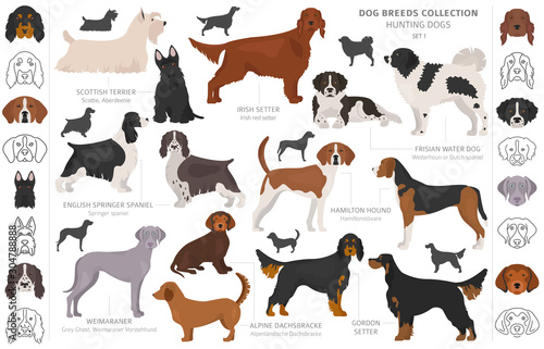 Hunting dogs collection isolated on white clipart. Flat style. Different color, portraits and silhouettes
