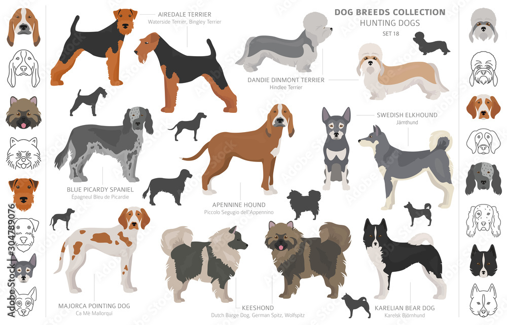 Hunting dogs collection isolated on white clipart. Flat style. Different color, portraits and silhouettes