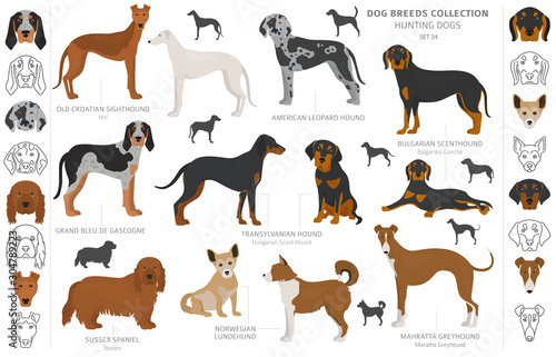 Hunting dogs collection isolated on white clipart. Flat style. Different color, portraits and silhouettes