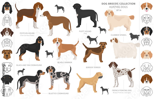 Hunting dogs collection isolated on white clipart. Flat style. Different color, portraits and silhouettes