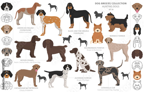 Hunting dogs collection isolated on white clipart. Flat style. Different color, portraits and silhouettes photo