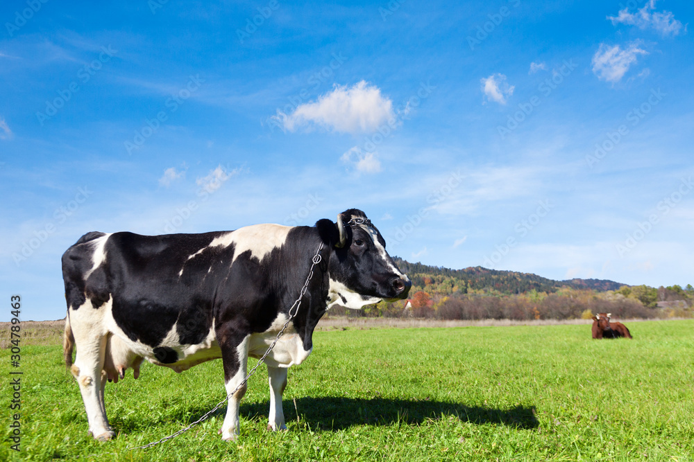 A black and white cow fastened with a chain in a pasture on a sunny day A black and white cow fastened with a chain in a pasture on a sunny day