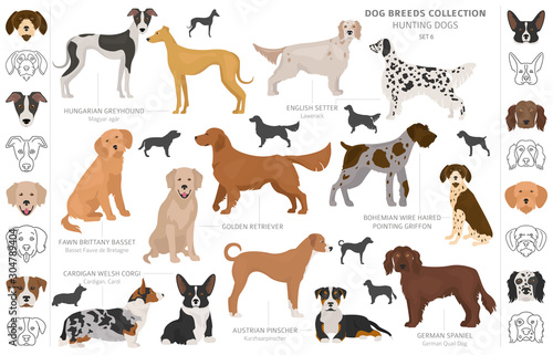 Hunting dogs collection isolated on white clipart. Flat style. Different color, portraits and silhouettes