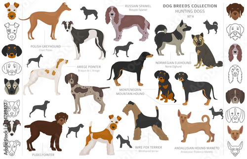 Hunting dogs collection isolated on white clipart. Flat style. Different color, portraits and silhouettes photo