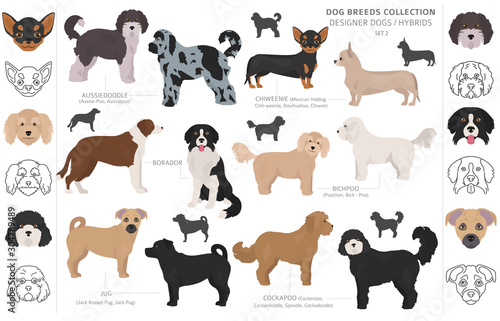 Designer dogs, crossbreed, hybrid mix pooches collection isolated on white. Flat style clipart dog set.