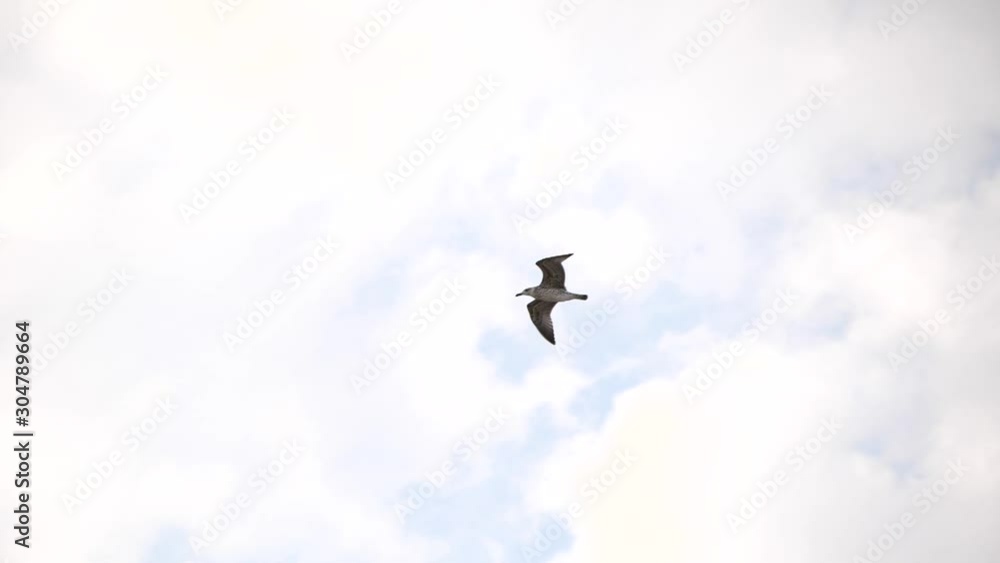 Beautiful seagull flying in sky on sunny day Beautiful seagull flying in sky on sunny day