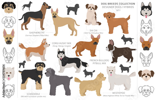 Designer dogs, crossbreed, hybrid mix pooches collection isolated on white. Flat style clipart dog set.