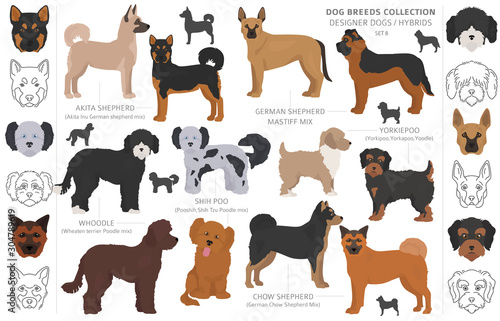 Designer dogs, crossbreed, hybrid mix pooches collection isolated on white. Flat style clipart dog set.