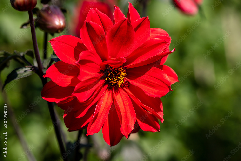 Portrait of red dahlia flower in the summer time garden