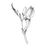 Vector Freesia floral botanical flower. Black and white engraved ink art. Isolated freesia illustration element.
