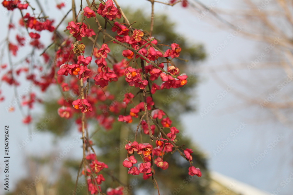 branch of the sea buckthorn Bush with fruits in autumn branch of the sea buckthorn Bush with fruits in autumn